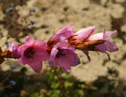 Image of Dierama inyangense Hilliard