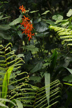 صورة Crocosmia aurea (Pappe ex Hook.) Planch.