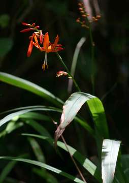 صورة Crocosmia aurea (Pappe ex Hook.) Planch.