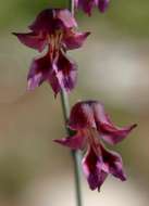 Imagem de Gladiolus atropurpureus Baker