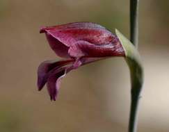 Imagem de Gladiolus atropurpureus Baker