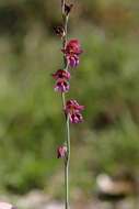 Imagem de Gladiolus atropurpureus Baker