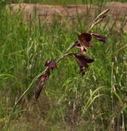 Imagem de Gladiolus atropurpureus Baker