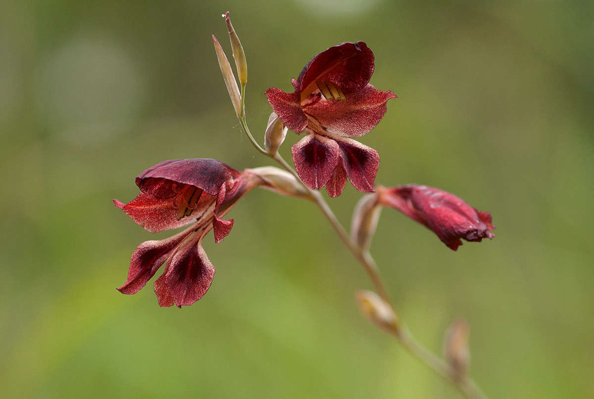 Image of Gladiolus atropurpureus Baker