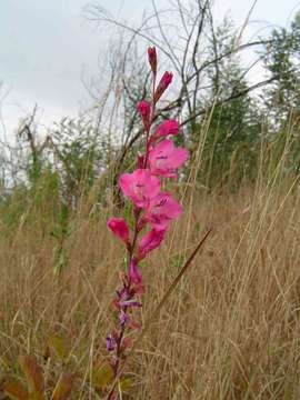 Imagem de Gladiolus crassifolius Baker