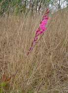 Image de Gladiolus crassifolius Baker