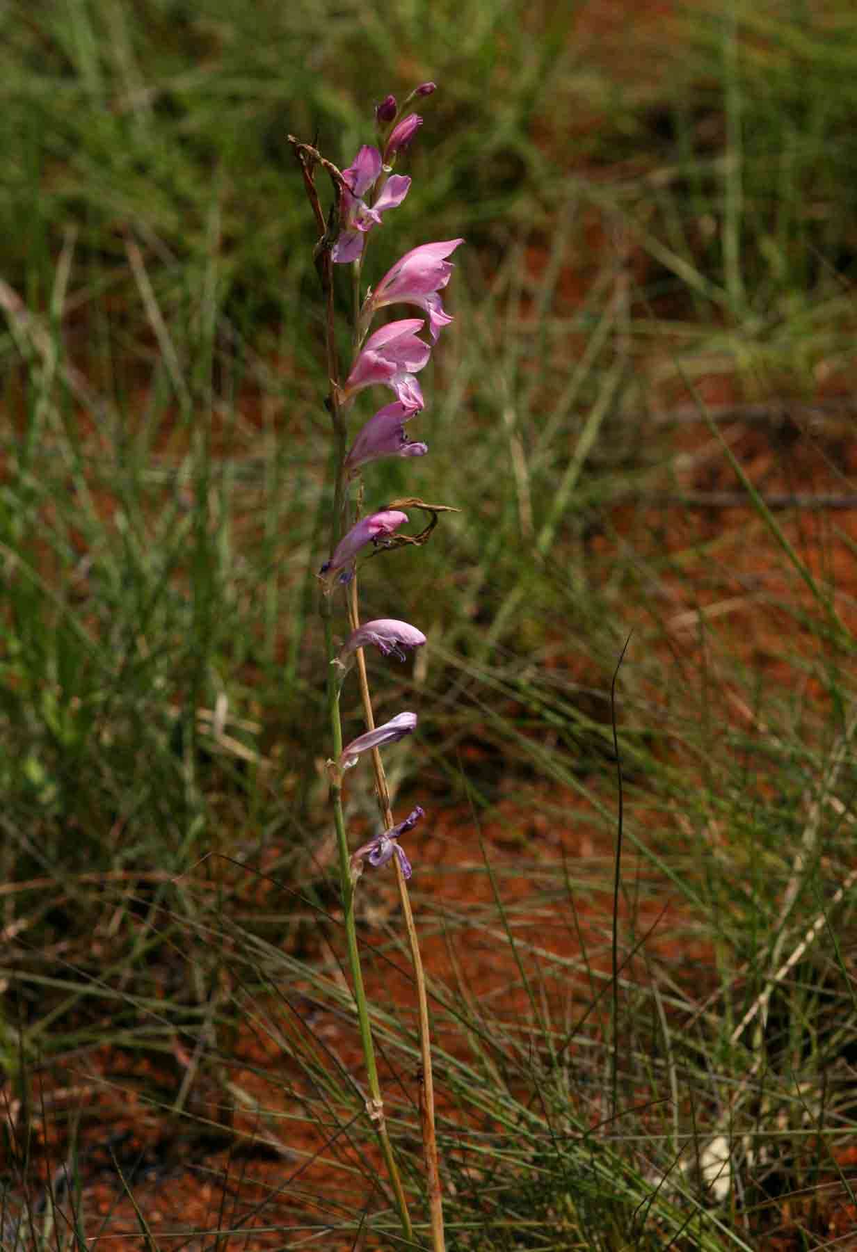 Image de Gladiolus crassifolius Baker