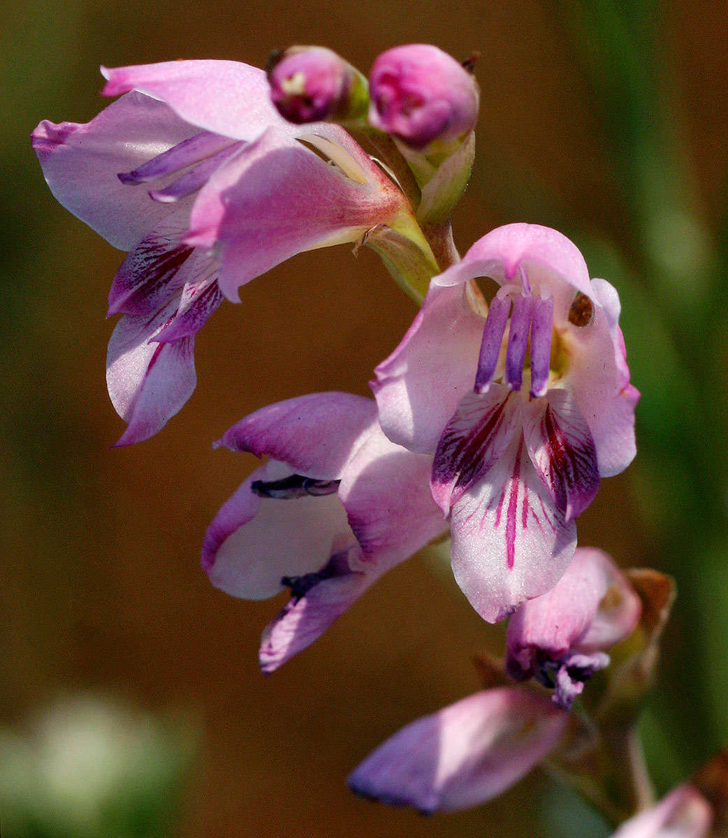 Image de Gladiolus crassifolius Baker