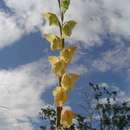 Sivun Gladiolus dalenii subsp. dalenii kuva