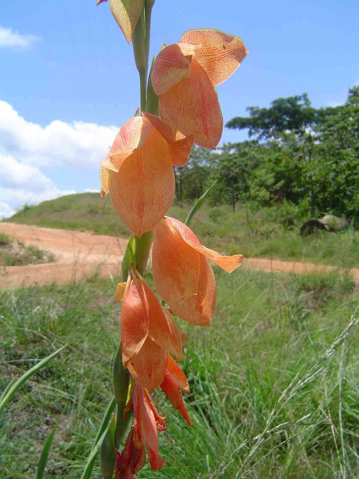 Imagem de Gladiolus dalenii Van Geel