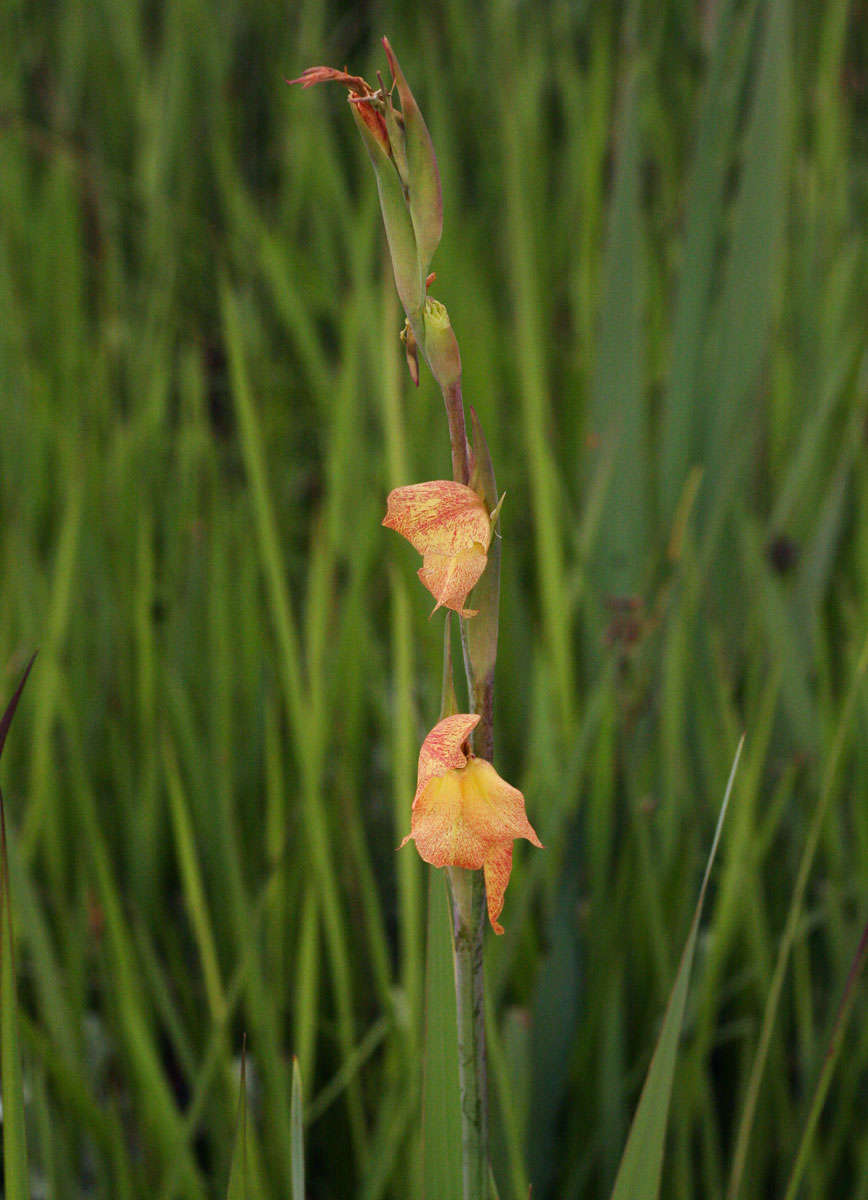 Imagem de Gladiolus dalenii Van Geel