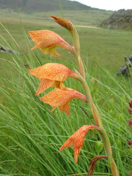 Imagem de Gladiolus dalenii Van Geel