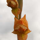 صورة Gladiolus dalenii subsp. dalenii