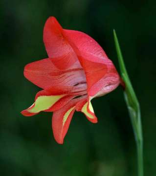 Image de Gladiolus decoratus Baker