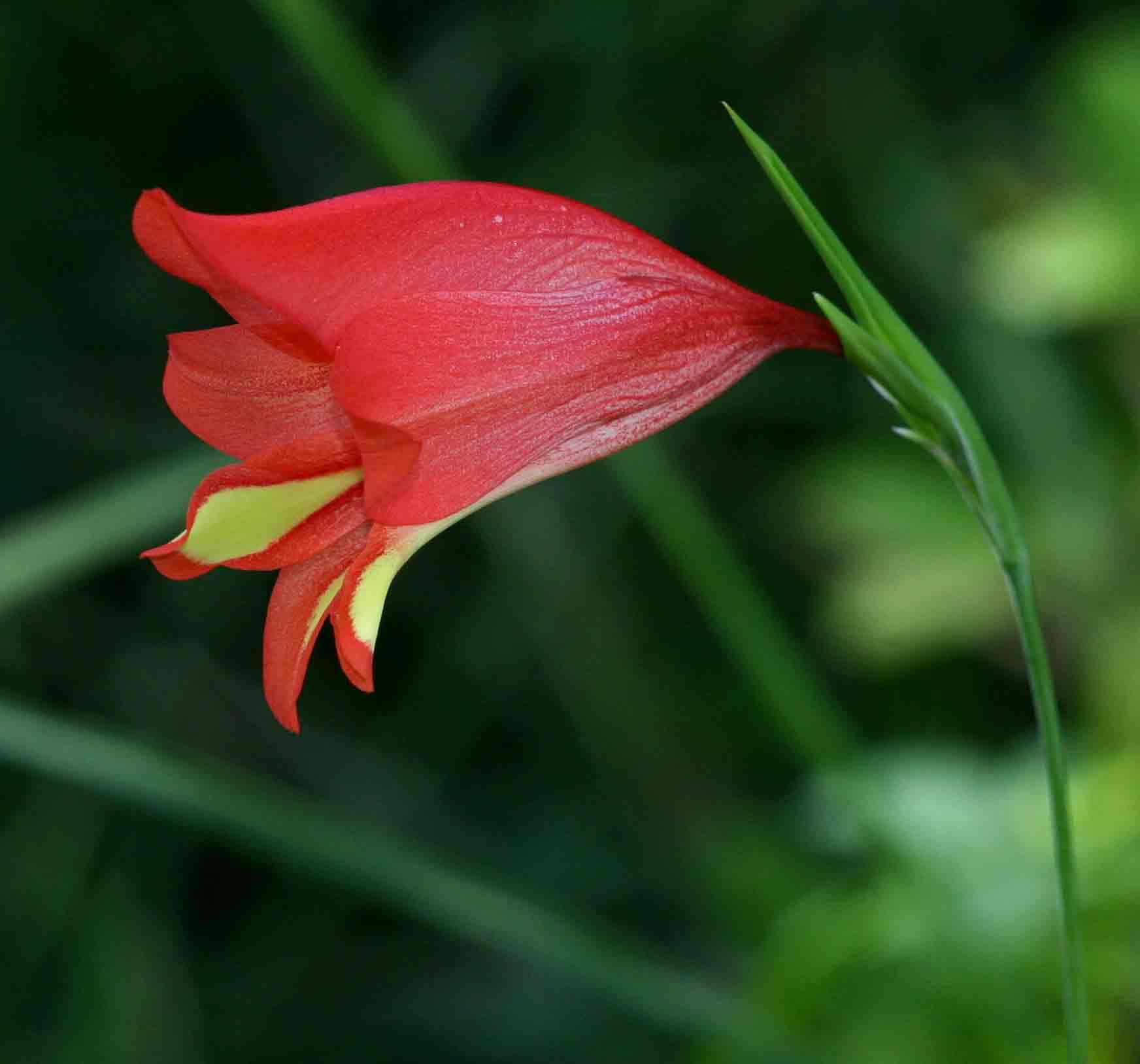 Image of Gladiolus decoratus Baker