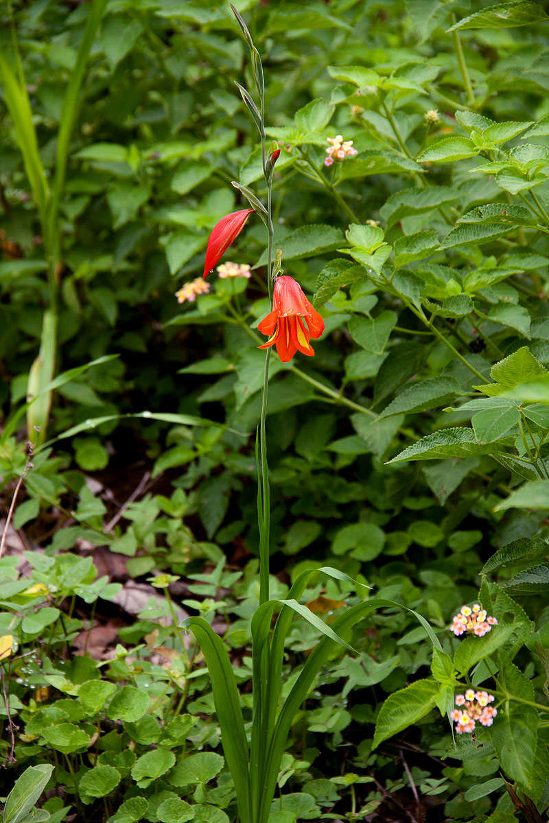 Image of Gladiolus decoratus Baker