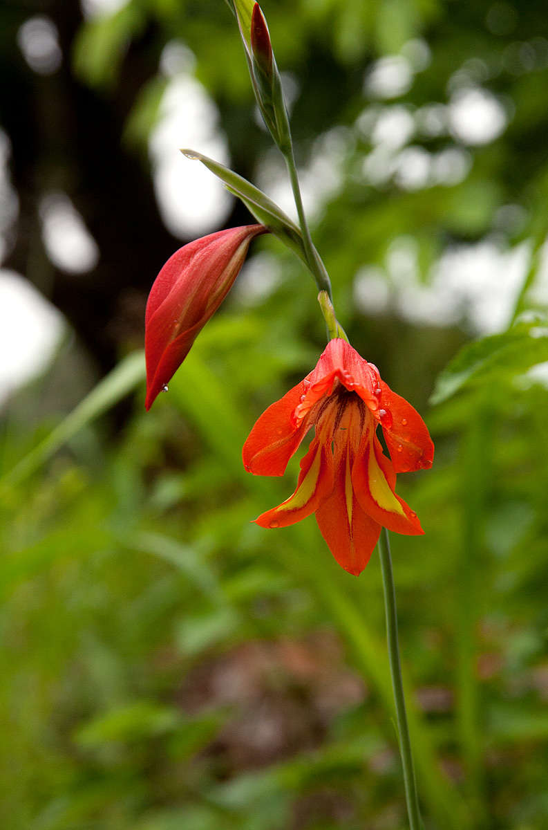 Image of Gladiolus decoratus Baker