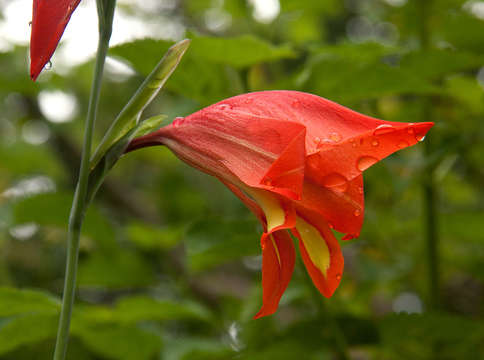 Image of Gladiolus decoratus Baker