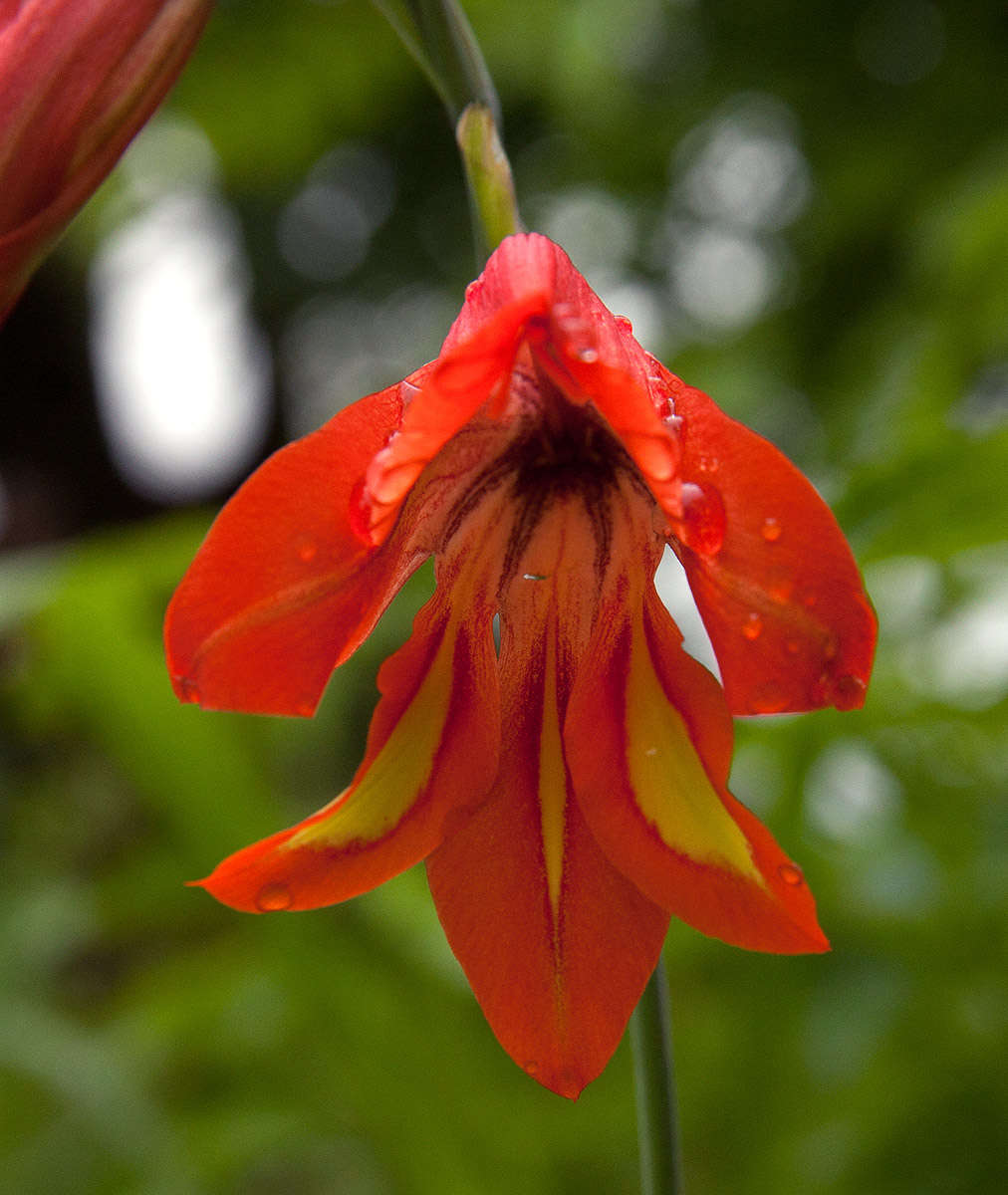 Image of Gladiolus decoratus Baker