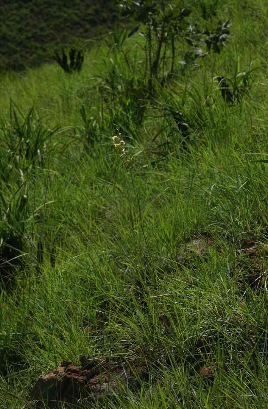 Image of Gladiolus flavoviridis Goldblatt