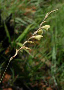 Gladiolus flavoviridis Goldblatt resmi