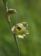 Gladiolus flavoviridis Goldblatt resmi