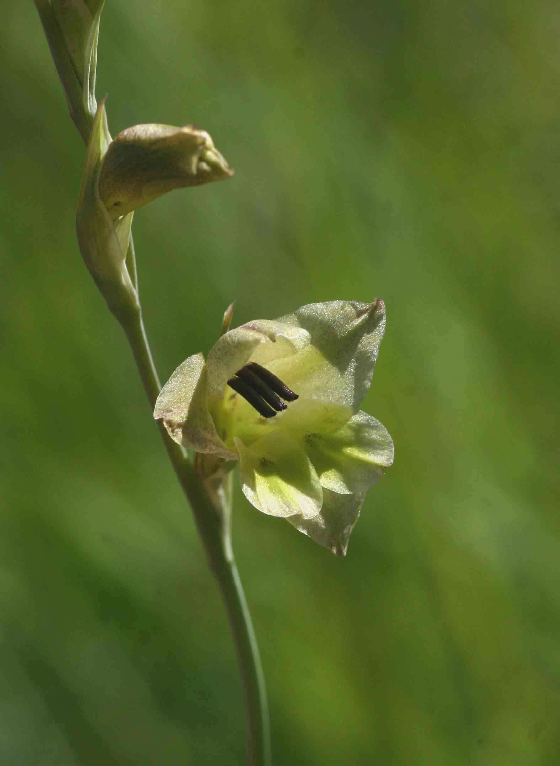 Image of Gladiolus flavoviridis Goldblatt