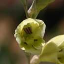 Gladiolus flavoviridis Goldblatt resmi