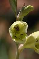 Gladiolus flavoviridis Goldblatt resmi