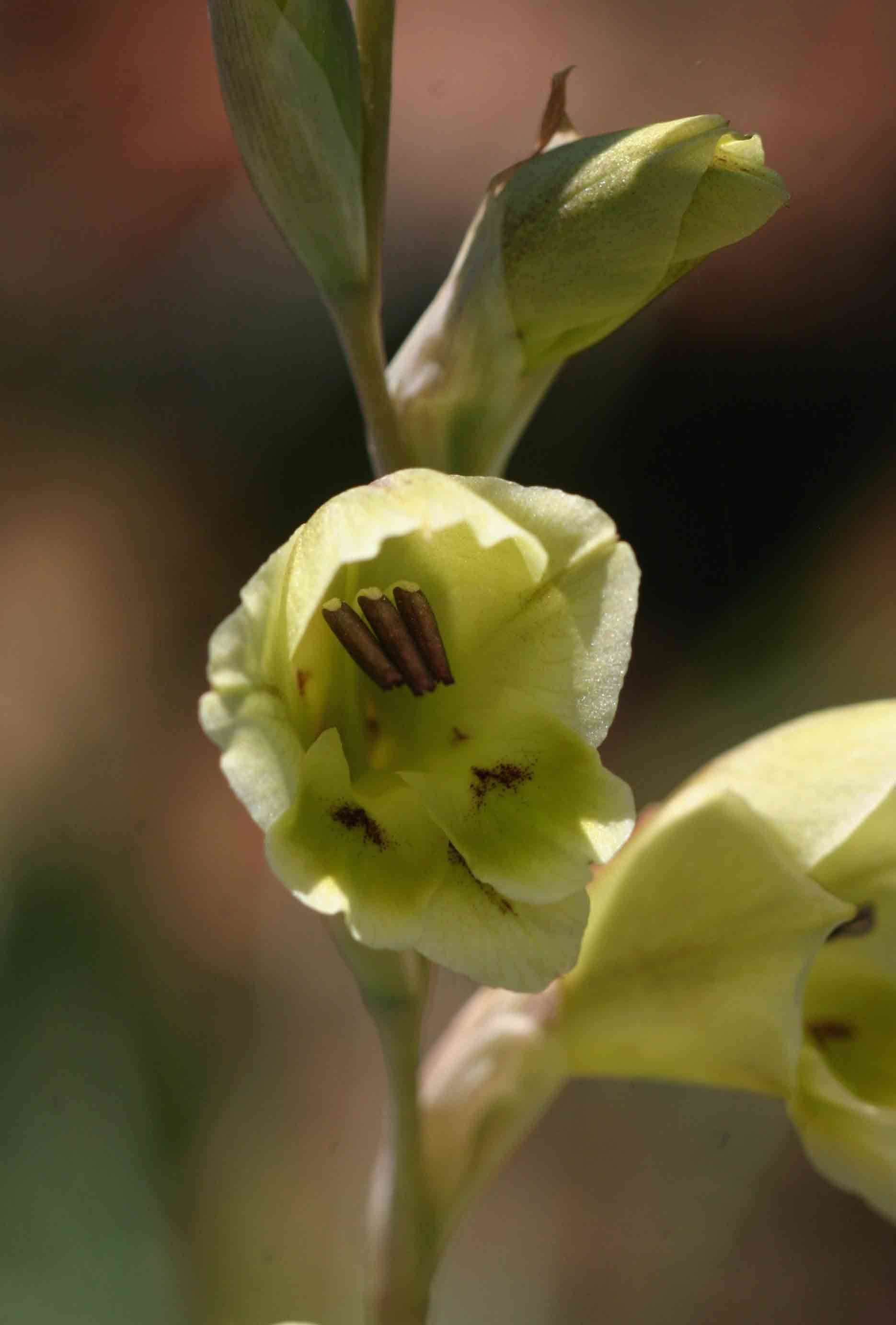 Image of Gladiolus flavoviridis Goldblatt