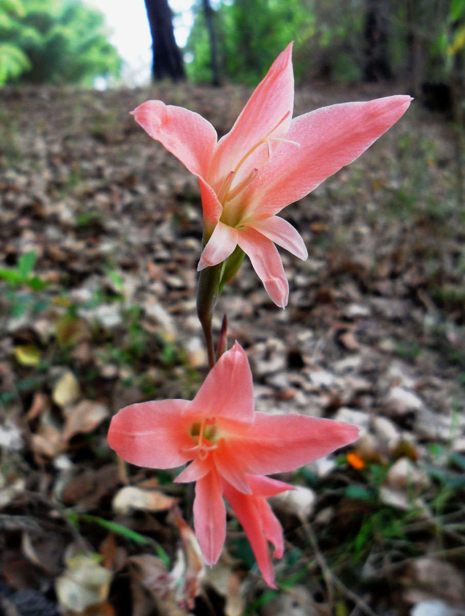 Слика од Gladiolus melleri Baker