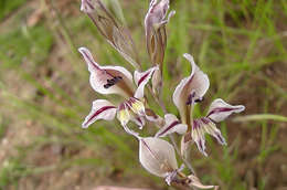 Imagem de Gladiolus permeabilis D. Delaroche