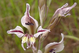 Imagem de Gladiolus permeabilis D. Delaroche