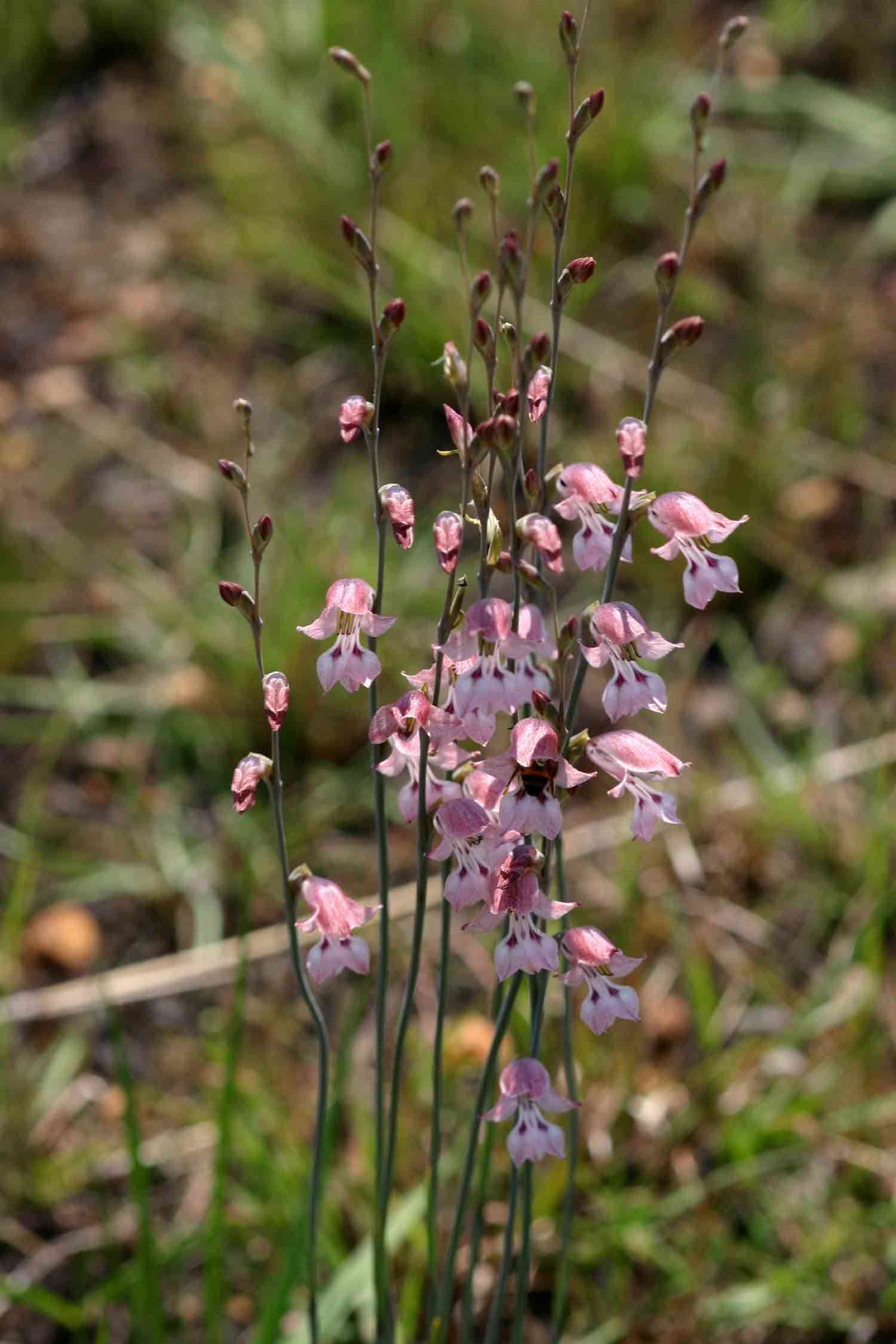 Gladiolus unguiculatus Baker的圖片