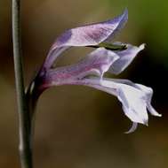 Gladiolus unguiculatus Baker的圖片