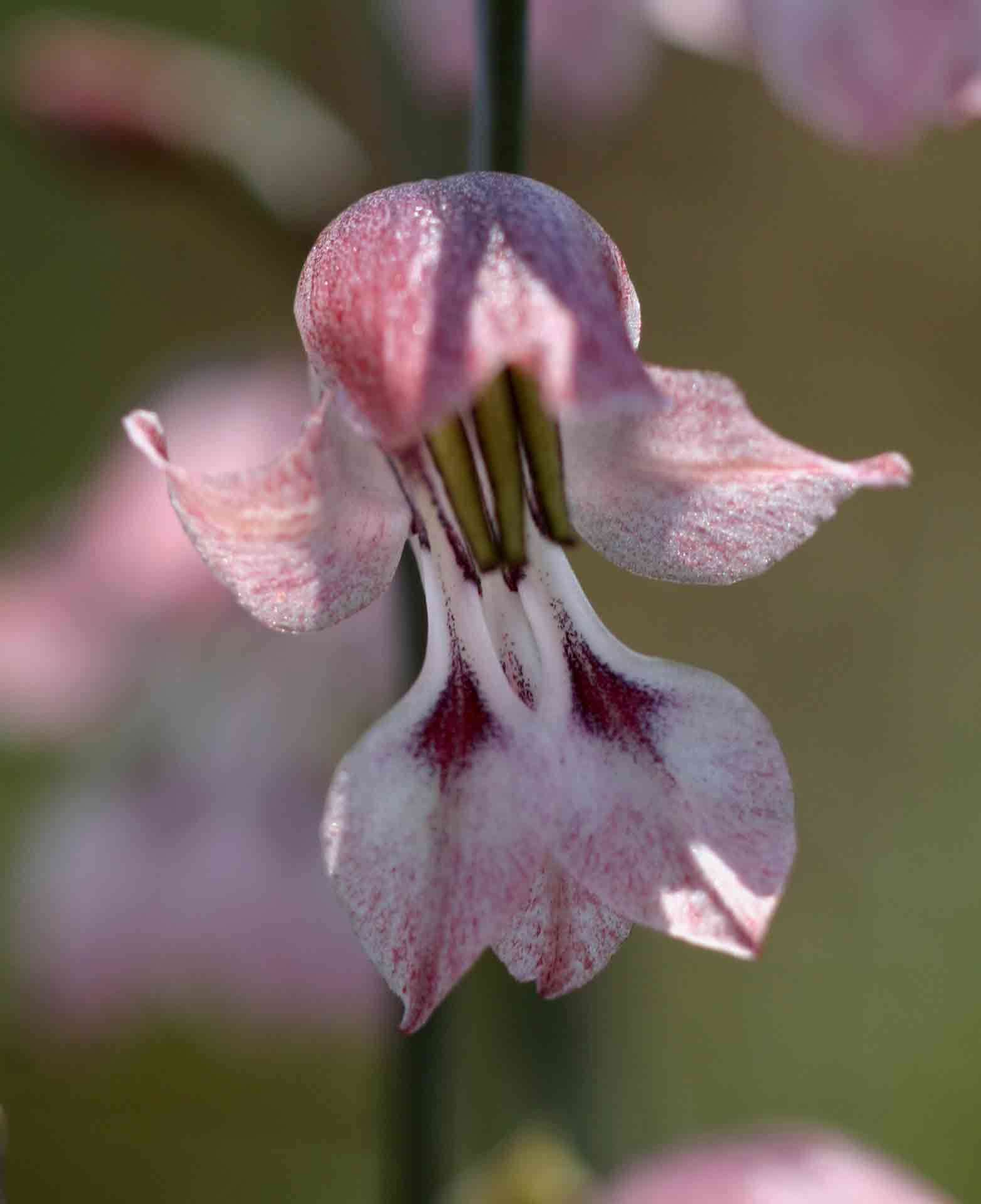 Gladiolus unguiculatus Baker的圖片