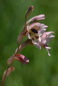 Image of Gladiolus zimbabweensis Goldblatt