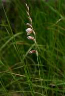 Image of Gladiolus zimbabweensis Goldblatt