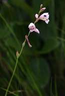 Image of Gladiolus zimbabweensis Goldblatt