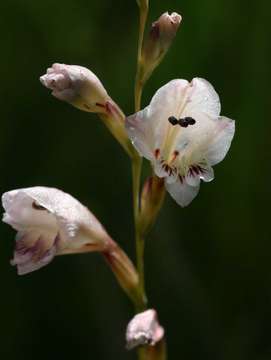 Image of Gladiolus zimbabweensis Goldblatt