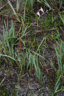 Sivun Gladiolus zimbabweensis Goldblatt kuva
