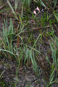 Sivun Gladiolus zimbabweensis Goldblatt kuva