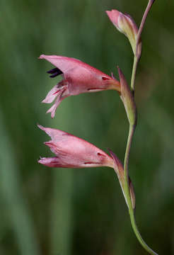 Sivun Gladiolus zimbabweensis Goldblatt kuva