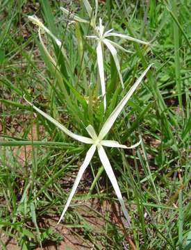 Image of African spider lily