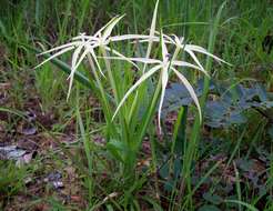 صورة Lapeirousia odoratissima Baker