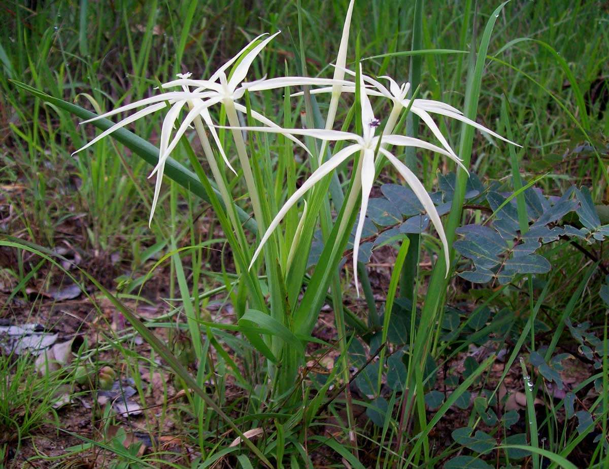 صورة Lapeirousia odoratissima Baker