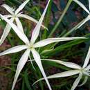 Image of African spider lily