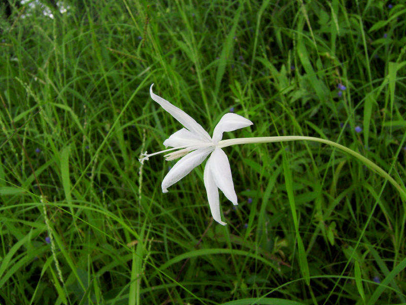 Image of Lapeirousia schimperi (Asch. & Klatt) Milne-Redh.