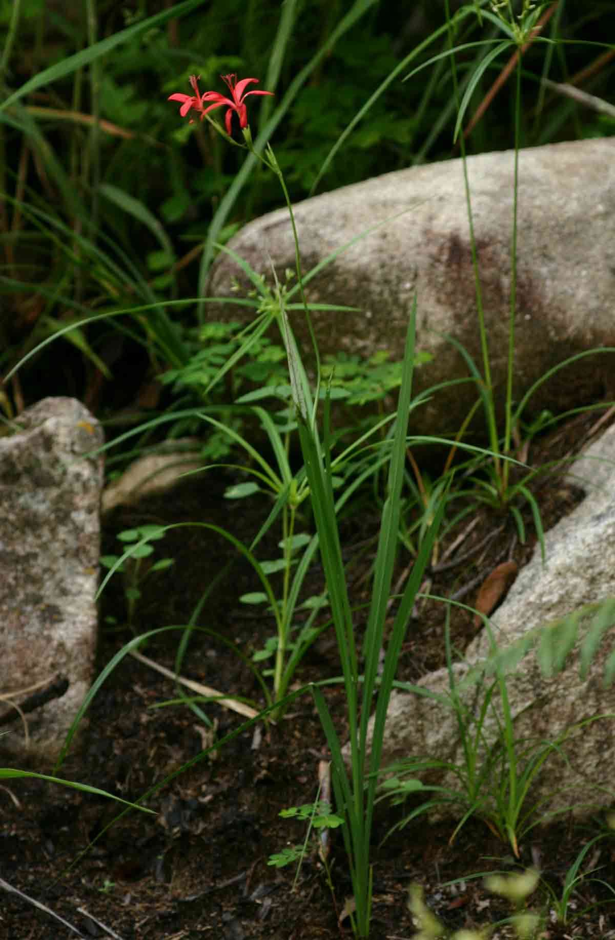 Image of Freesia grandiflora (Baker) Klatt