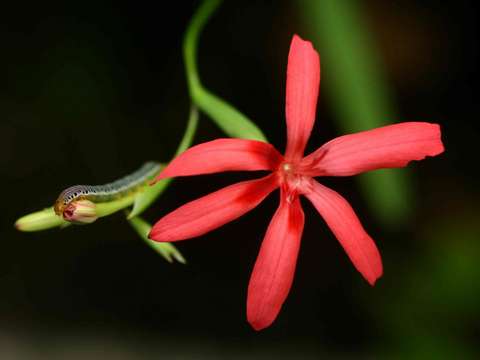 Image of Freesia grandiflora (Baker) Klatt